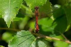 David Plant Photography - Wildlife Photography - Ruddy darter - I